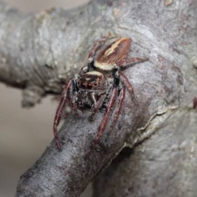 Opisthoncus nigrofemoratus (Black-thighed jumper) at Melba, ACT - 27 Nov 2022 by naturedude