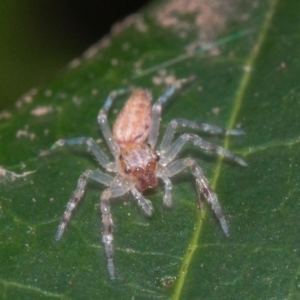 Helpis sp. (genus) at Melba, ACT - 21 May 2022