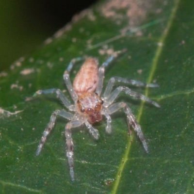 Helpis sp. (genus) (Unidentified Bronze Jumping Spider) at Melba, ACT - 21 May 2022 by naturedude