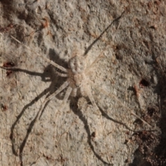 Tamopsis sp. (genus) (Two-tailed spider) at Melba, ACT - 27 Nov 2022 by naturedude