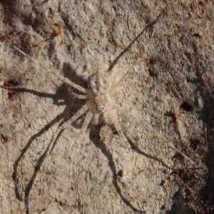 Tamopsis sp. (genus) at Melba, ACT - 27 Nov 2022