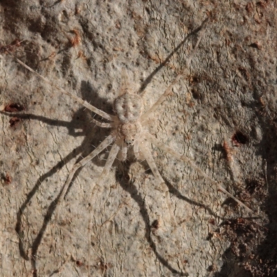 Tamopsis sp. (genus) (Two-tailed spider) at Melba, ACT - 27 Nov 2022 by naturedude