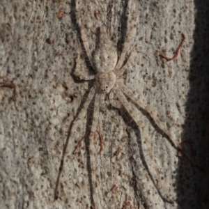 Tamopsis sp. (genus) at Melba, ACT - 27 Nov 2022