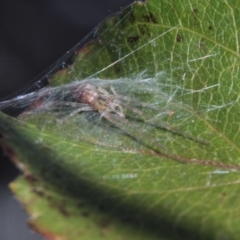 Cheiracanthium sp. (genus) (Unidentified Slender Sac Spider) at Melba, ACT - 7 Jul 2022 by naturedude