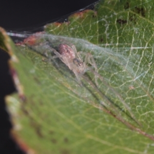 Cheiracanthium sp. (genus) at Melba, ACT - 7 Jul 2022 01:44 PM