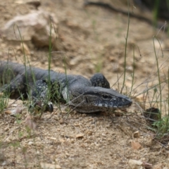 Varanus rosenbergi (Heath or Rosenberg's Monitor) at Booth, ACT - 27 Nov 2022 by HaukeKoch