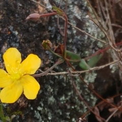 Hypericum gramineum (Small St Johns Wort) at Molonglo Valley, ACT - 26 Nov 2022 by sangio7