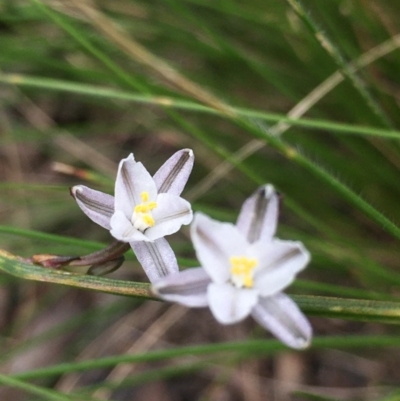 Caesia parviflora (Pale Grass-lily) at Lower Boro, NSW - 27 Nov 2022 by mcleana
