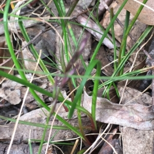 Caesia parviflora at Lower Boro, NSW - 27 Nov 2022