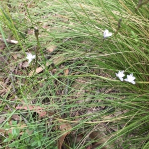 Caesia parviflora at Lower Boro, NSW - 27 Nov 2022