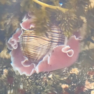 Hydatina physis at Broulee, NSW - 27 Nov 2022 05:41 PM