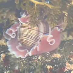 Hydatina physis at Broulee, NSW - 27 Nov 2022