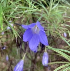 Wahlenbergia sp. (Bluebell) at Kowen, ACT - 28 Nov 2022 by Komidar