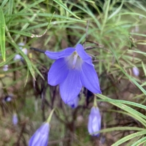 Wahlenbergia sp. at Kowen, ACT - 28 Nov 2022 06:24 AM