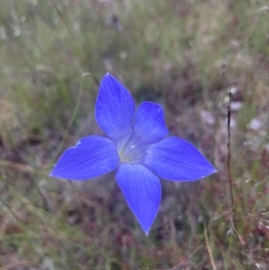 Wahlenbergia sp. at Kowen, ACT - 28 Nov 2022 06:24 AM