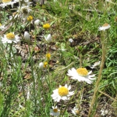 Rhodanthe anthemoides (Chamomile Sunray) at Molonglo Valley, ACT - 26 Nov 2022 by sangio7