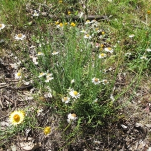 Rhodanthe anthemoides at Molonglo Valley, ACT - 26 Nov 2022 11:15 AM