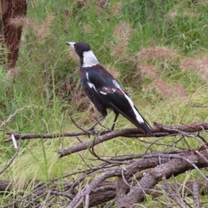 Gymnorhina tibicen at Watson, ACT - 27 Nov 2022