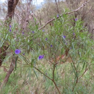 Solanum linearifolium at Watson, ACT - 27 Nov 2022