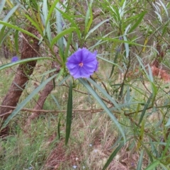 Solanum linearifolium at Watson, ACT - 27 Nov 2022