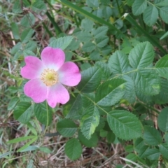 Rosa sp. (A Wild Rose) at Mount Majura - 27 Nov 2022 by MatthewFrawley