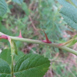 Rosa sp. at Watson, ACT - 27 Nov 2022 12:26 PM