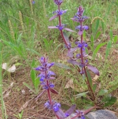 Ajuga australis (Austral Bugle) at Mount Majura - 27 Nov 2022 by MatthewFrawley