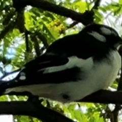 Grallina cyanoleuca (Magpie-lark) at Isaacs, ACT - 27 Nov 2022 by Mike