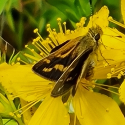 Taractrocera papyria (White-banded Grass-dart) at Mount Mugga Mugga - 26 Nov 2022 by Mike