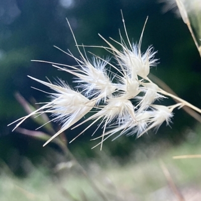 Rytidosperma sp. (Wallaby Grass) at Kowen, ACT - 28 Nov 2022 by Komidar