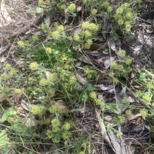 Hydrocotyle laxiflora at Jincumbilly, NSW - 27 Nov 2022