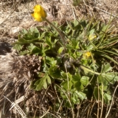 Ranunculus graniticola (Granite Buttercup) at Charlotte Pass, NSW - 27 Nov 2022 by mahargiani