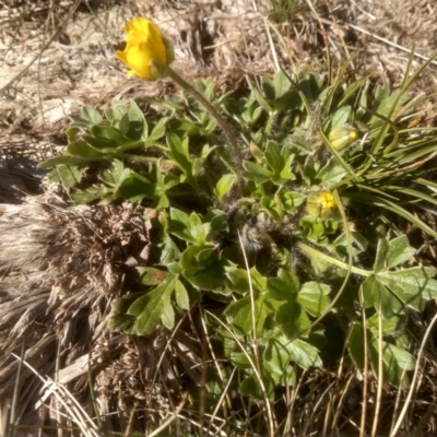 Ranunculus graniticola (Granite Buttercup) at Charlotte Pass, NSW - 27 Nov 2022 by mahargiani