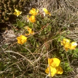 Ranunculus graniticola at Charlotte Pass, NSW - 27 Nov 2022 09:04 AM