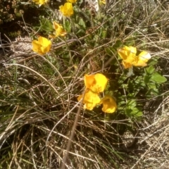 Ranunculus graniticola at Charlotte Pass, NSW - 27 Nov 2022 09:04 AM