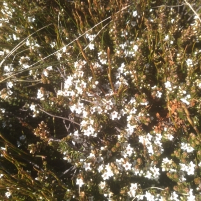 Epacris glacialis (Snow Heath) at Charlotte Pass, NSW - 27 Nov 2022 by mahargiani