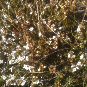 Epacris glacialis at Charlotte Pass, NSW - 27 Nov 2022 09:05 AM