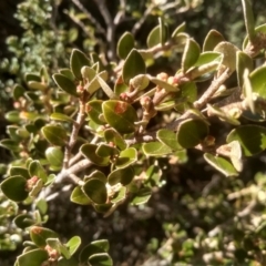 Nematolepis ovatifolia at Charlotte Pass, NSW - 27 Nov 2022