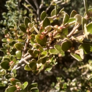 Nematolepis ovatifolia at Charlotte Pass, NSW - 27 Nov 2022