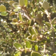 Nematolepis ovatifolia at Charlotte Pass, NSW - 27 Nov 2022