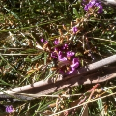 Hovea montana (Alpine Hovea) at Charlotte Pass, NSW - 27 Nov 2022 by mahargiani