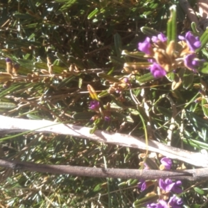 Hovea montana at Charlotte Pass, NSW - 27 Nov 2022