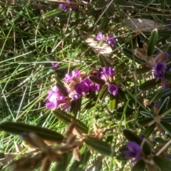 Hovea montana at Charlotte Pass, NSW - 27 Nov 2022 09:23 AM