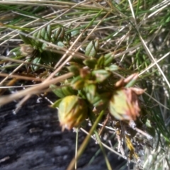 Oxylobium ellipticum (Common Shaggy Pea) at Charlotte Pass, NSW - 27 Nov 2022 by mahargiani