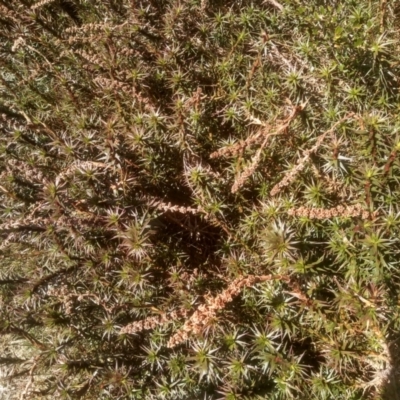 Dracophyllum continentis (Candle Heath) at Charlotte Pass, NSW - 27 Nov 2022 by mahargiani