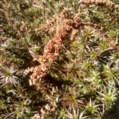 Dracophyllum continentis at Charlotte Pass, NSW - 27 Nov 2022 09:42 AM