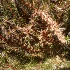 Dracophyllum continentis at Charlotte Pass, NSW - 27 Nov 2022 09:42 AM