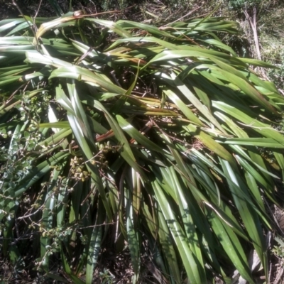 Dianella tasmanica (Tasman Flax Lily) at Charlotte Pass, NSW - 27 Nov 2022 by mahargiani