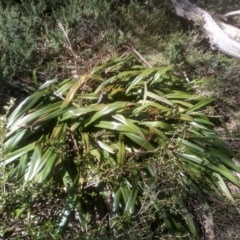 Dianella tasmanica at Charlotte Pass, NSW - 27 Nov 2022 10:06 AM