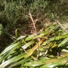 Dianella tasmanica at Charlotte Pass, NSW - 27 Nov 2022